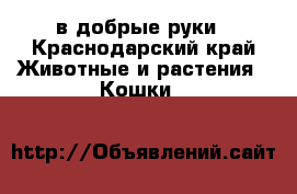 в добрые руки - Краснодарский край Животные и растения » Кошки   